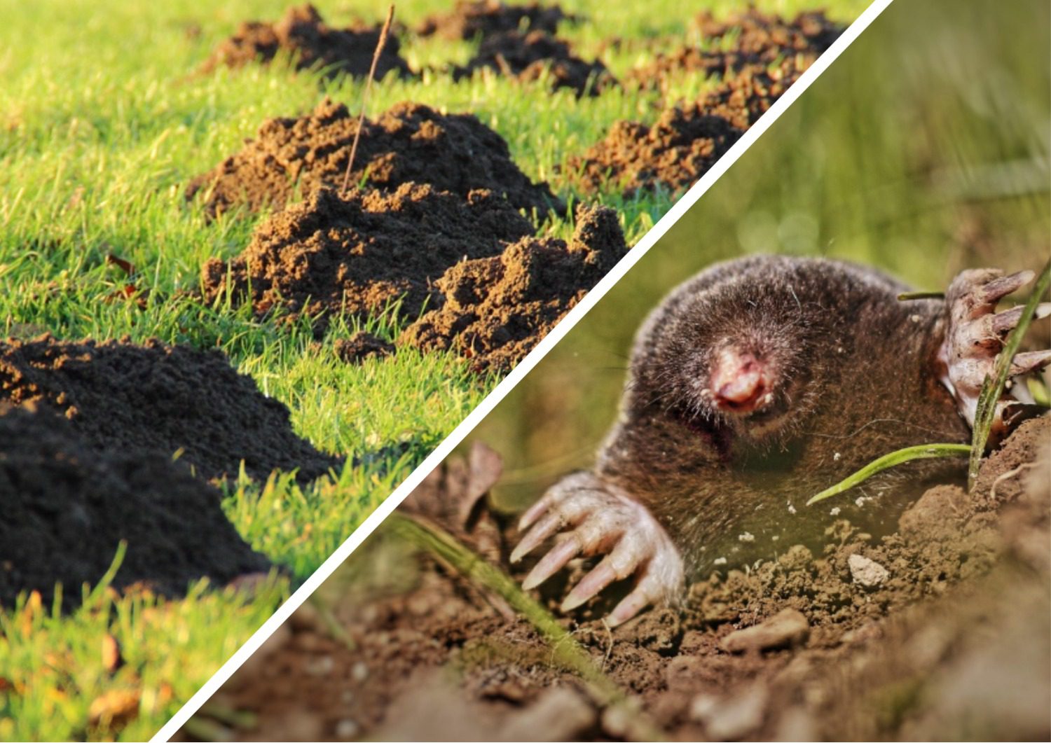 Як позбутись від кротів гуманним способом