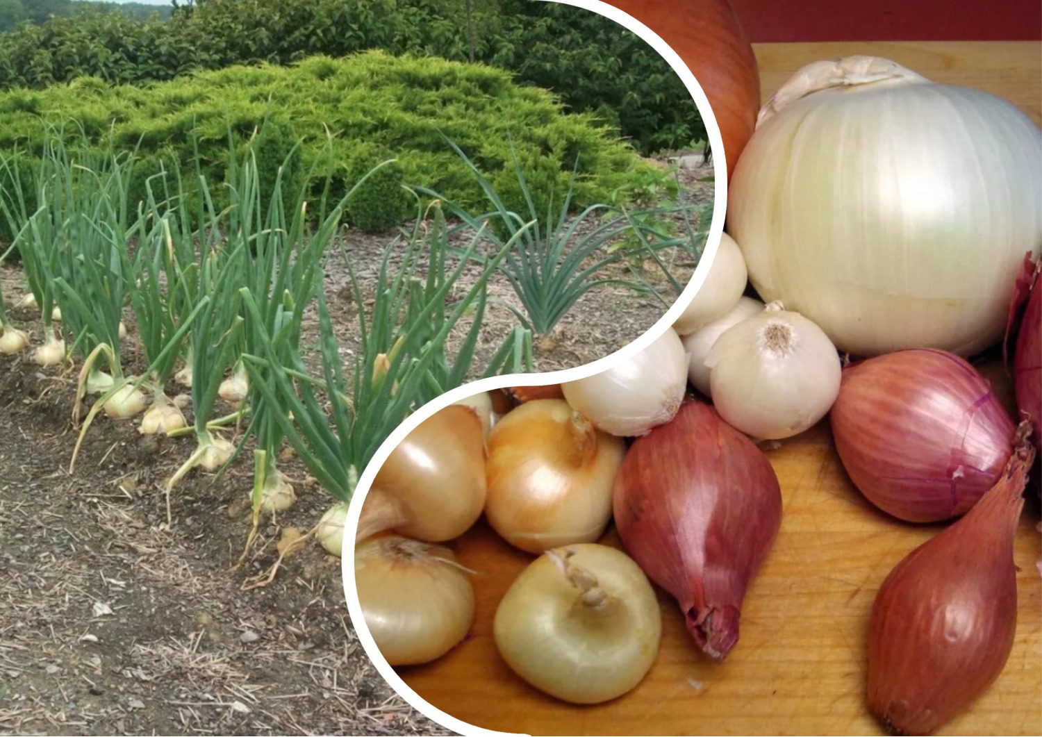 Як правильно сушити цибулю