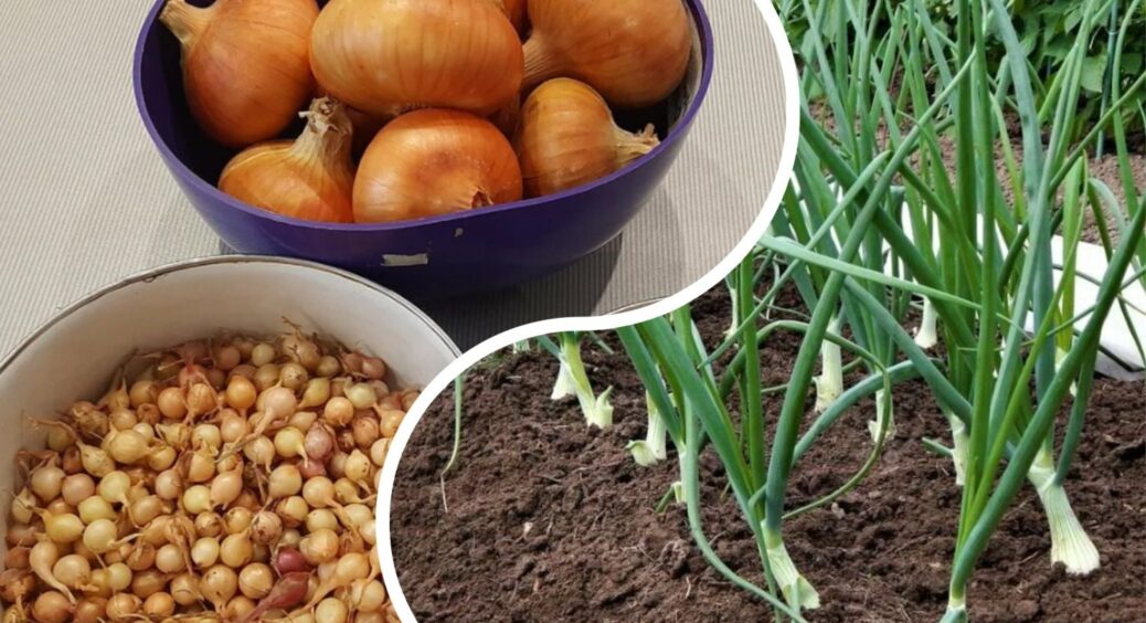 Цибулю-сіянку висаджую не одразу – спочатку на 2 години в цей розчин: так вона не мерзне та не гниє взимку! 