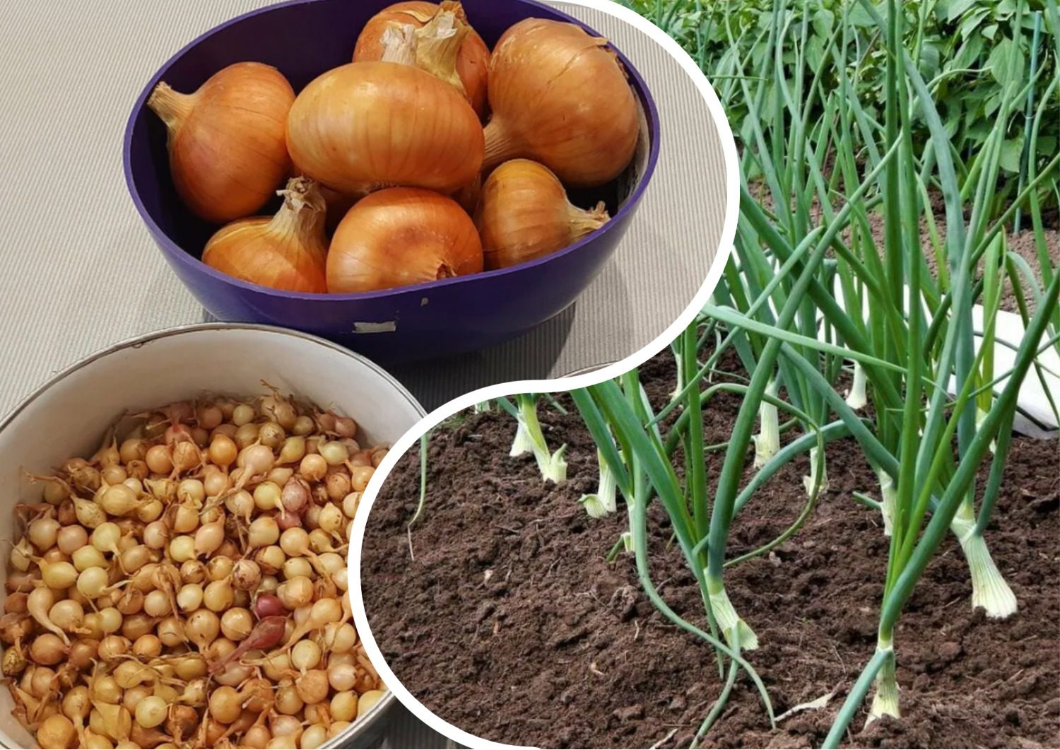 Експерти розповіли про найкращі сорти озимої цибулі