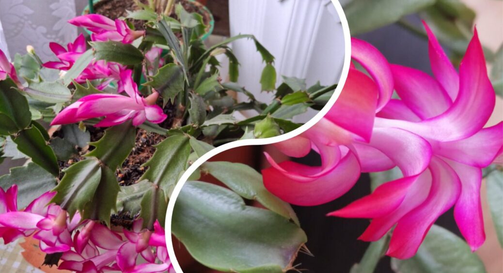 До 15 жовтня кожного року “солю” декабрист – і він феєрично цвіте у теплі: бутонів море і з’являється більше 