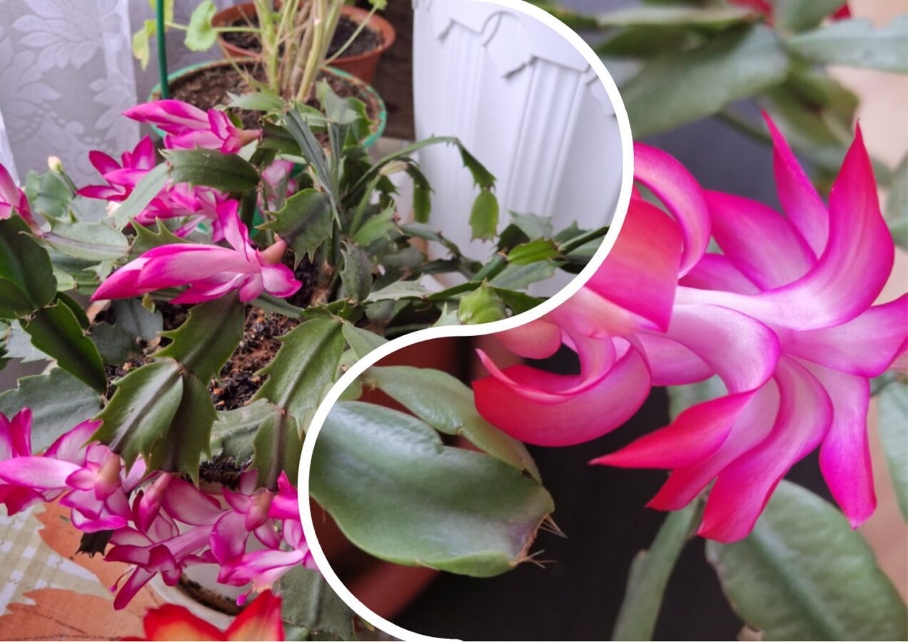 Як покращити цвітіння декабриста