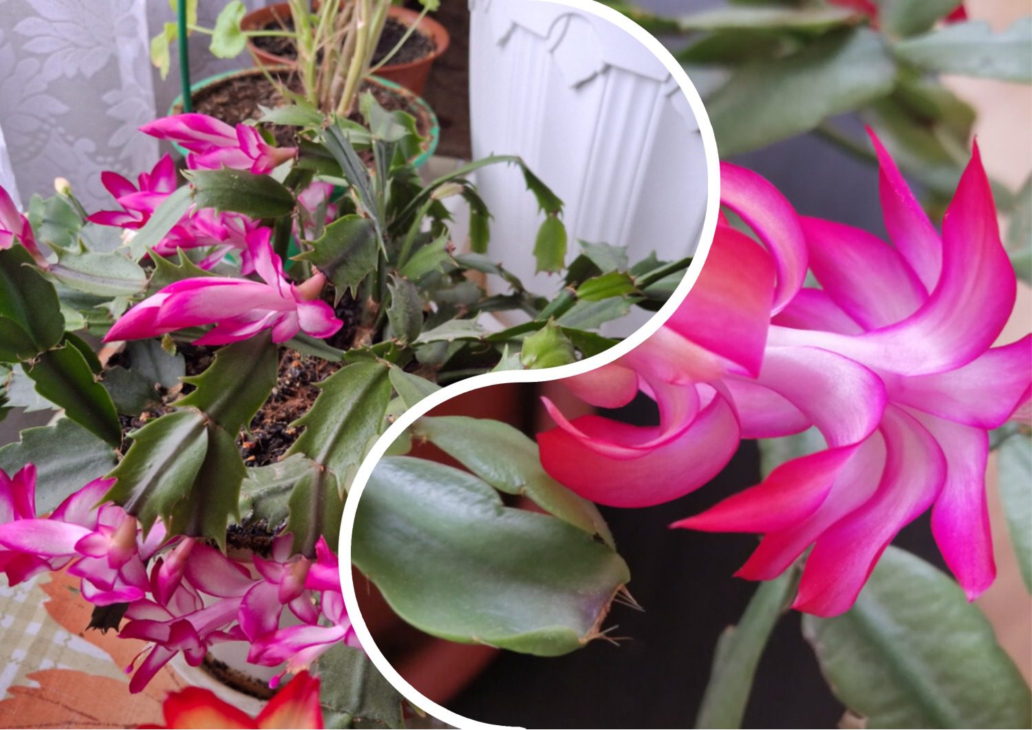 Як покращити цвітіння декабриста