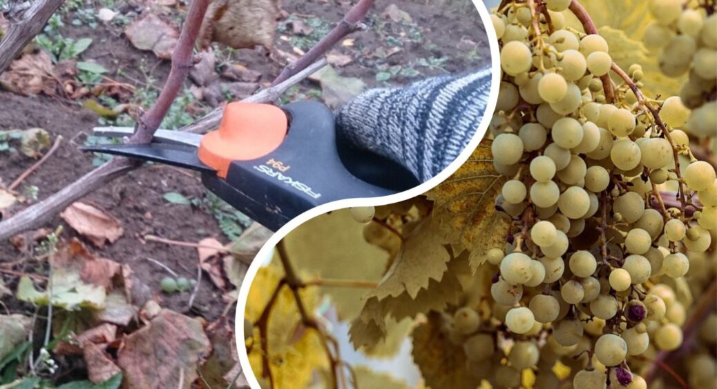 До 25 жовтня ще встигаєте: ось коли потрібно обрізати виноград, щоб не лишитися “з носом” у 2026 