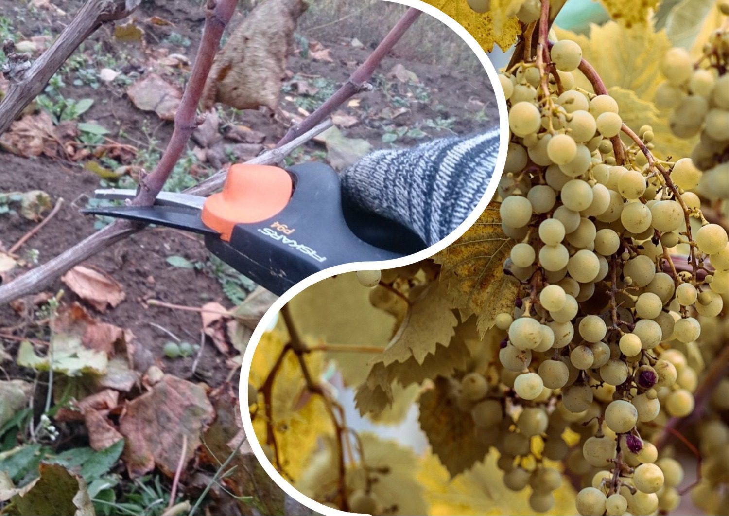 Садівники розповіли про ефективну схему обрізки винограду