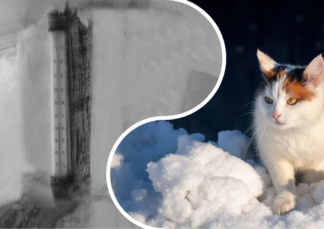 Які народні прикмети говорять, якою буде майбутня зима