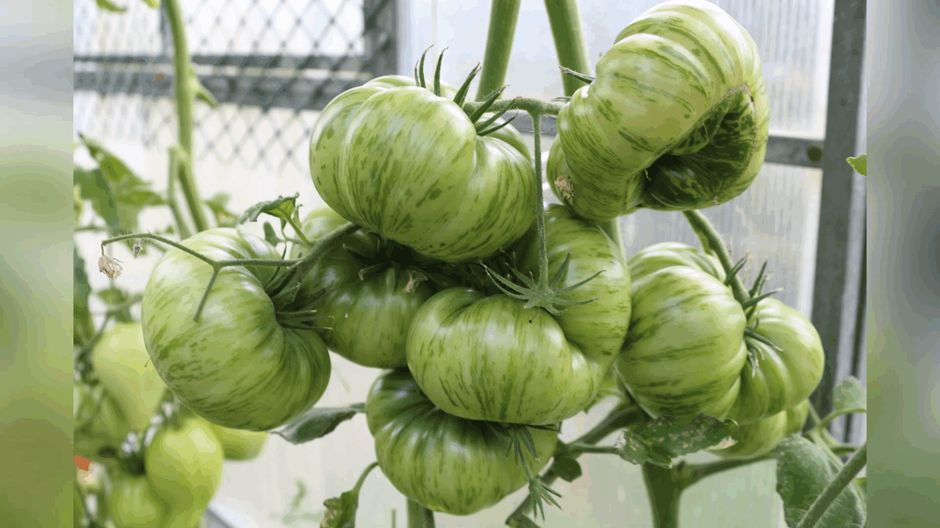 Експерти назвали найврожайніший сорт томатів