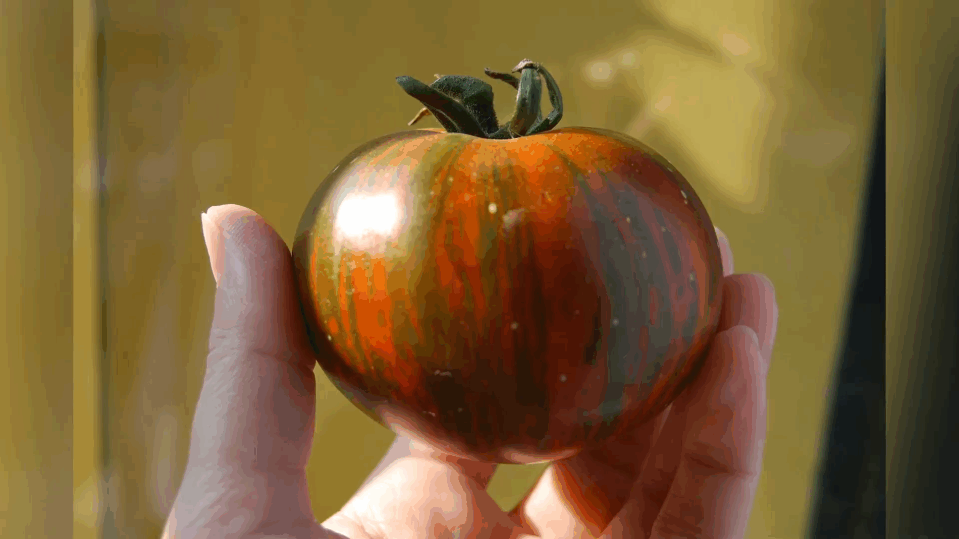 Експерти розповіли про два цікаві гібриди томатів