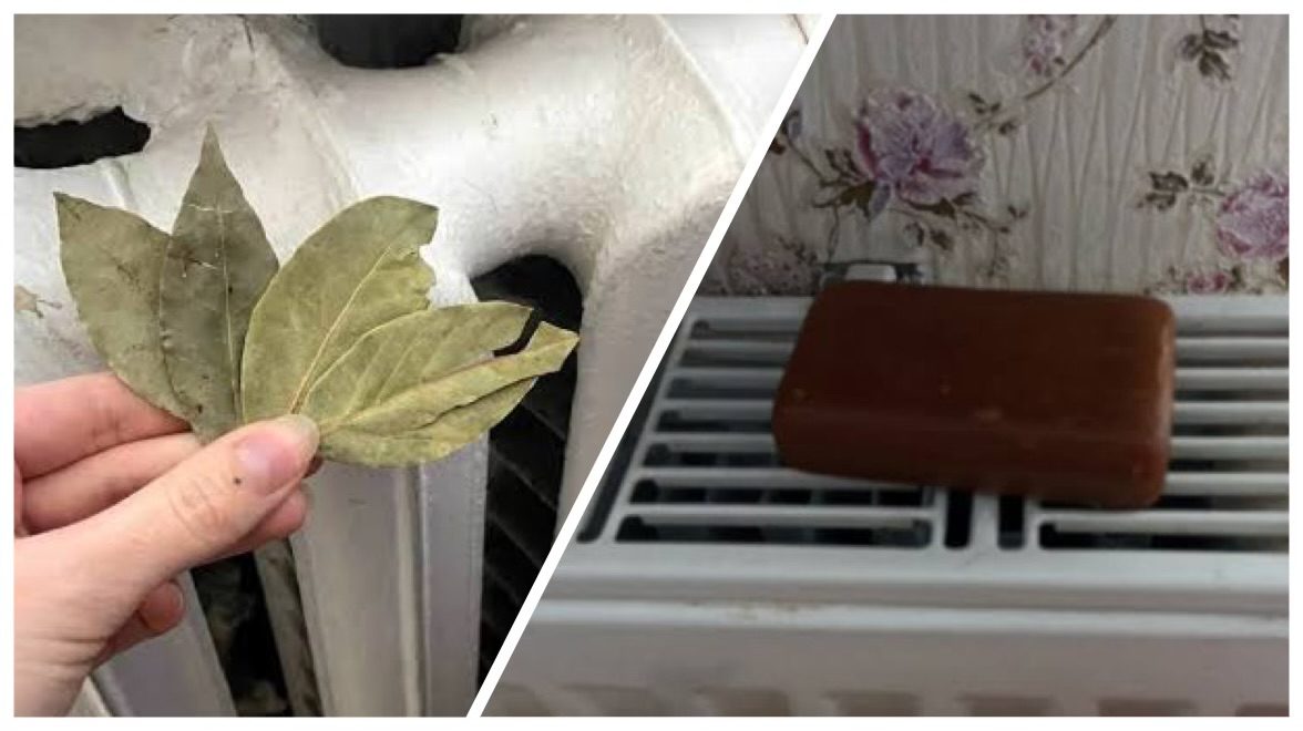 Господині розповіли, навіщо класти лавровий лист на батарею 