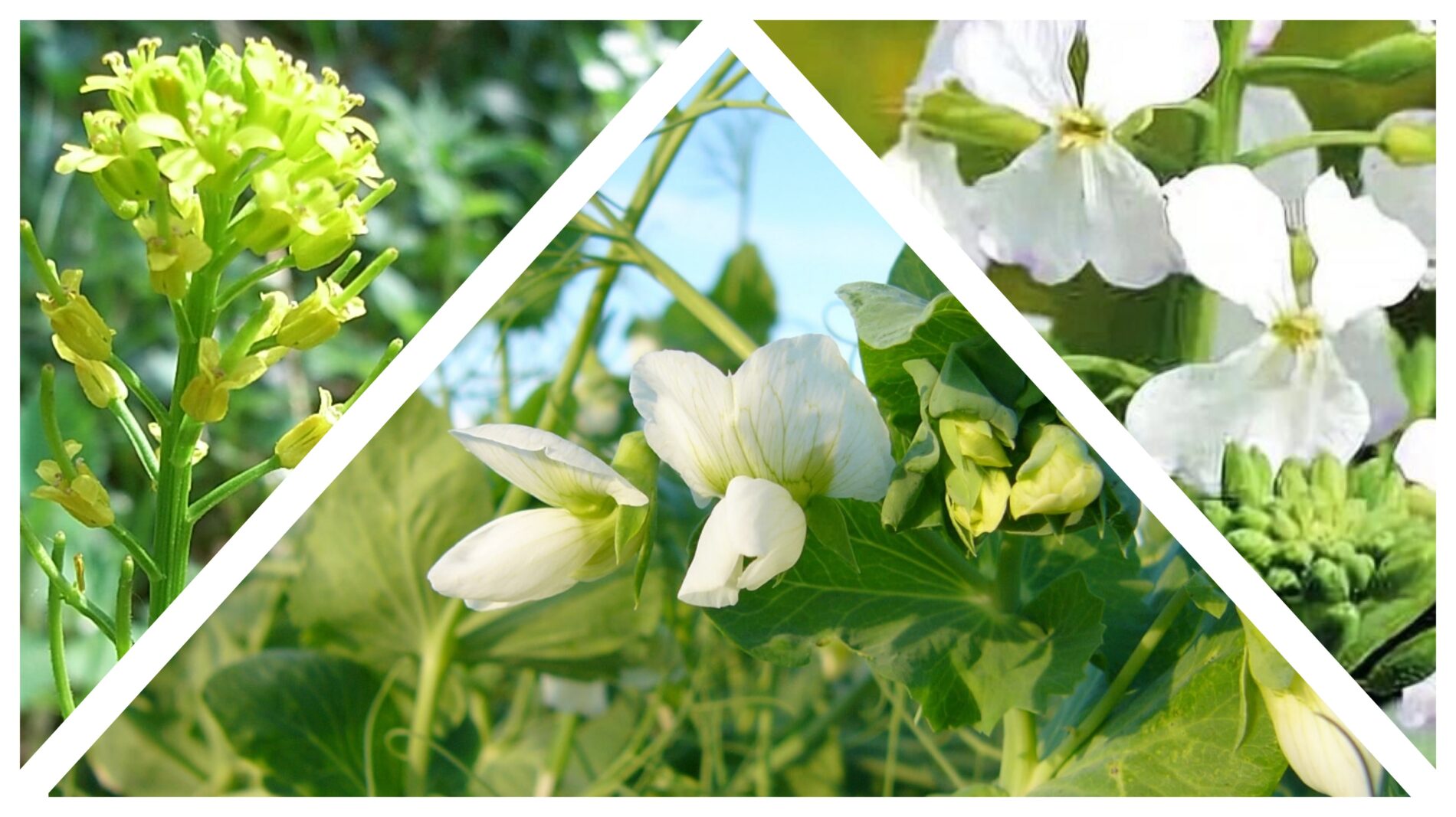 Городники розповіли, які сидерати не треба садити на городі 