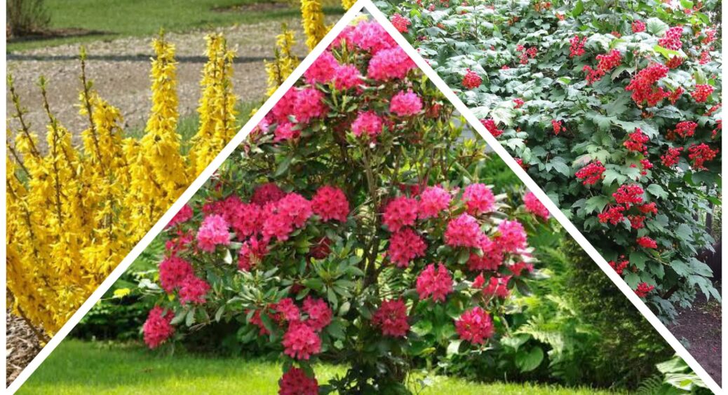 Ніколи ці кущі восени не обрізаю, навіть якщо сусіди вже “чикнули”: агроном-технолог пояснив — що, чому і як 