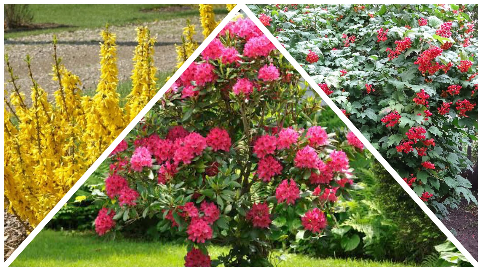 Садівники розповіли, яким кущам не потрібна осіння обрізка 