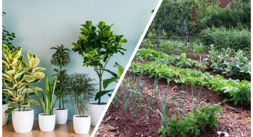 Влітку поливала цим город, а восени — кімнатні квіти. Ефект “чудодійний” всюди, а ціна питання — 20 гривень 