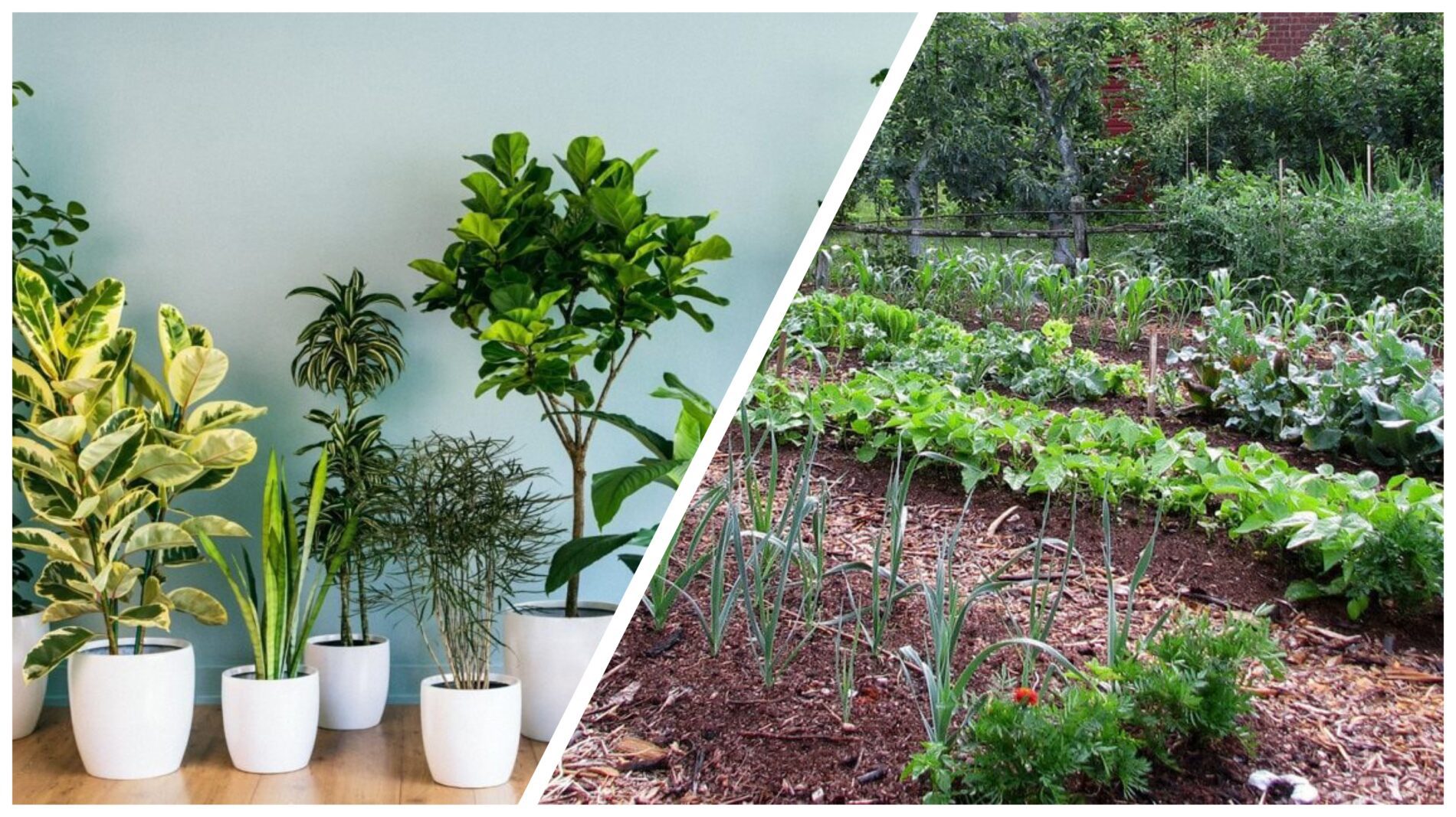 Городники розповіли, як зробити натуральний розчин для поливу квітів 