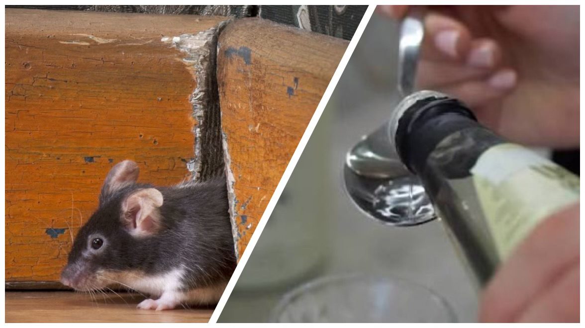 Господині розповіли, як звичайний оцет допоможе позбутися гризунів