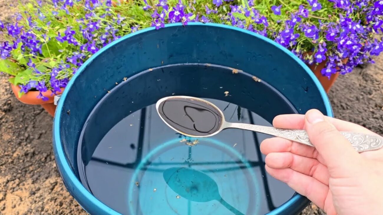 Городники розповіли, яким поживним розчином восени полити ґрунт у теплиці 