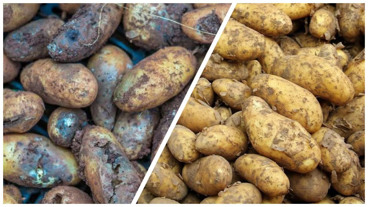 Городники розповіли, що покласти в мішок з картоплею, щоб бульби краще зберігалися