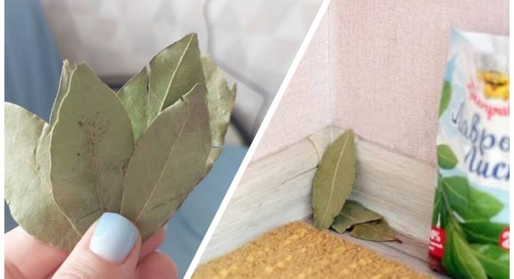 Поклала лавровий лист у ці 3 місця в будинку – і побачила результат: спеція притягує багатства 