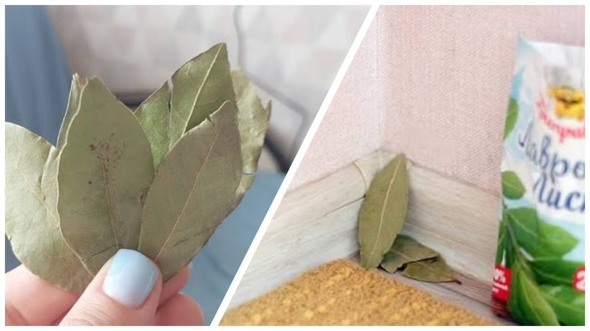 Господині розповіли, навіщо ставити лавровий лист з сіллю у кутки 