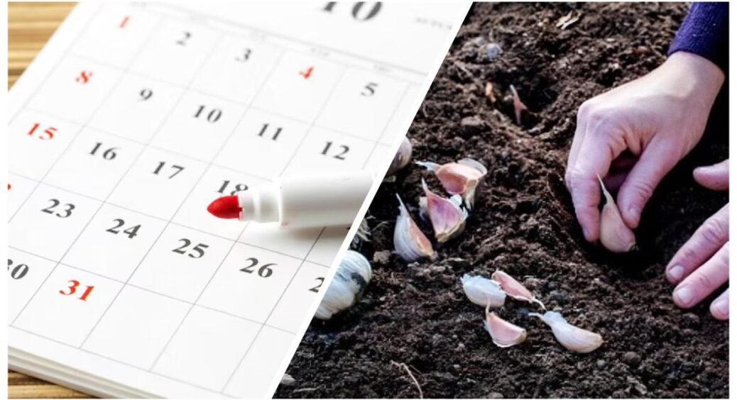 Посівний календар на жовтень 2025: агрономи назвали чіткі дати, коли садити озимий часник та цибулю 