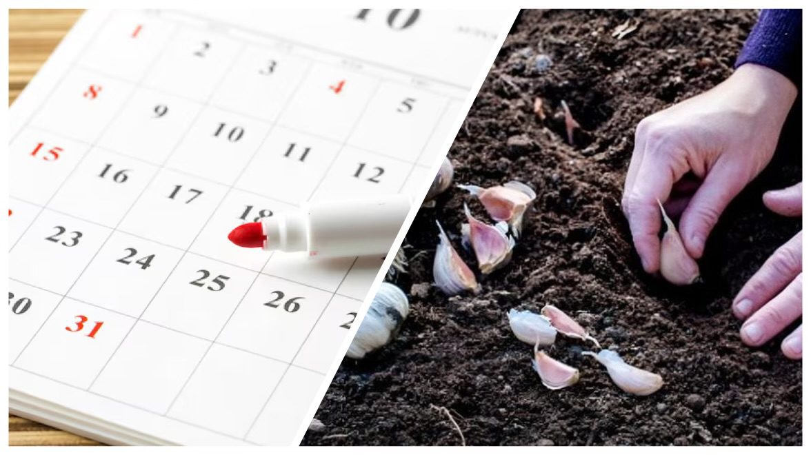Городники назвали дві найкращі дати для висадки озимого часнику у жовтні 