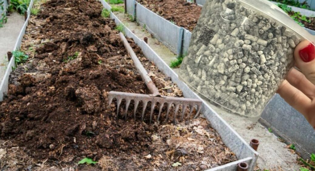 100 г на відро восени – і врожай на 78% більший: ллю під грядки 1 раз, а навесні земля як пух 