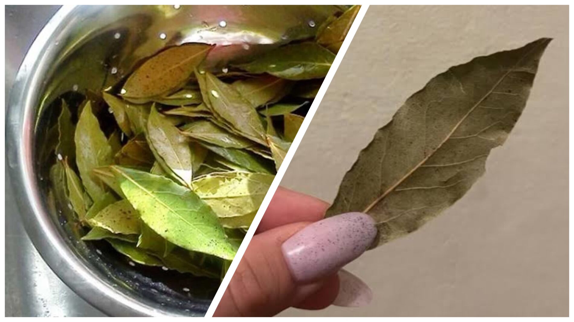 Господині розповіли, навіщо в кожній кімнаті ставити відвар лаврового листя 