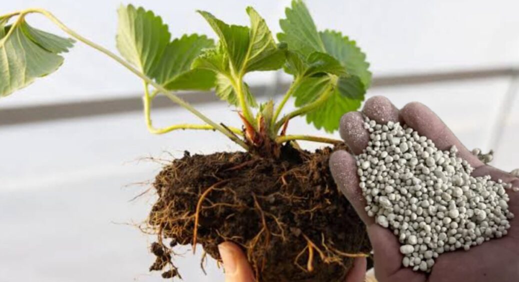 Кожну 4-ту осінь пересаджую полуницю, і обов’язково додаю 1 жменьку під кущ: влітку маю медові ягоди з кулак 