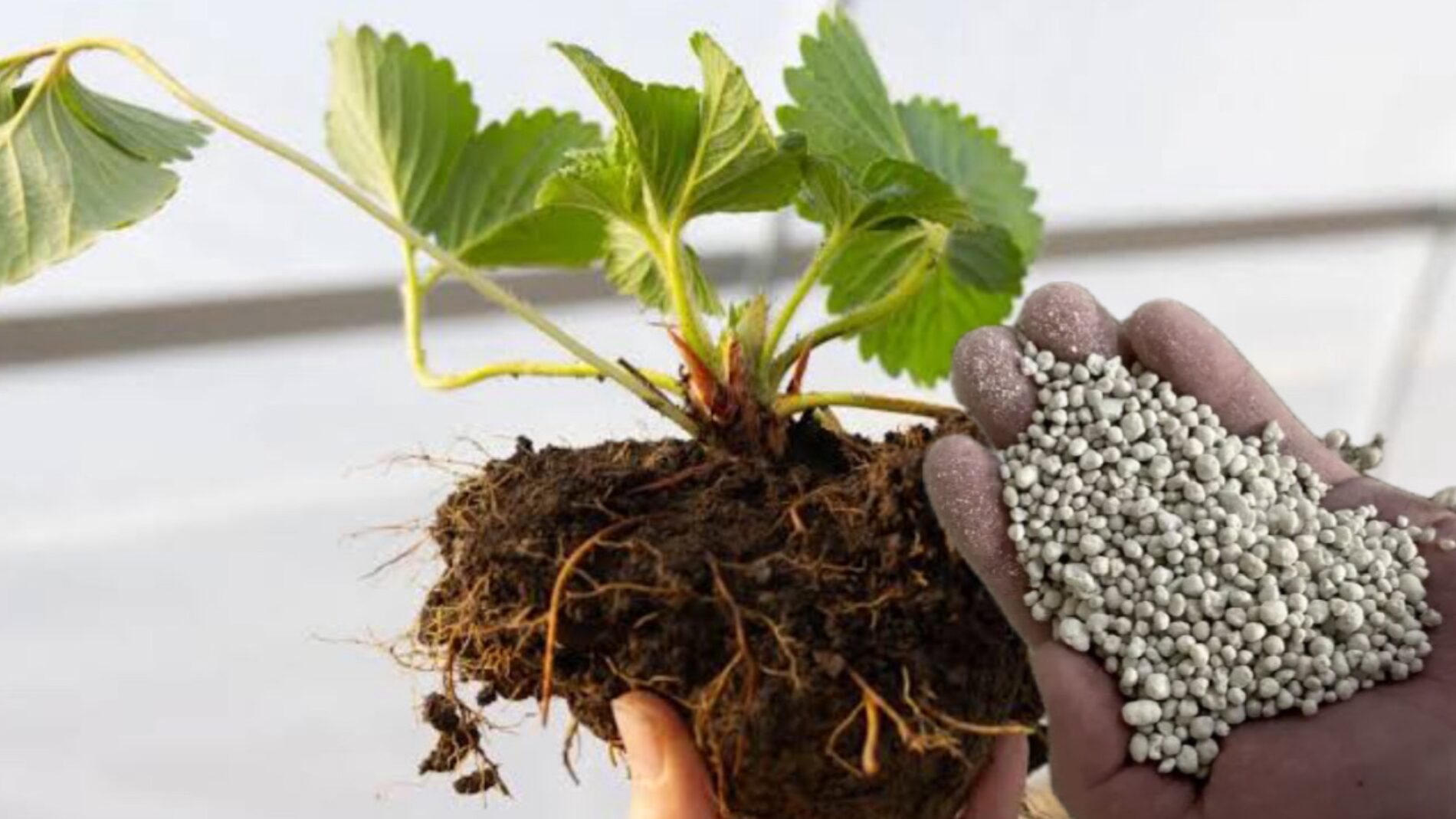 Городники розповіли, як правильно пересаджувати полуницю восени 