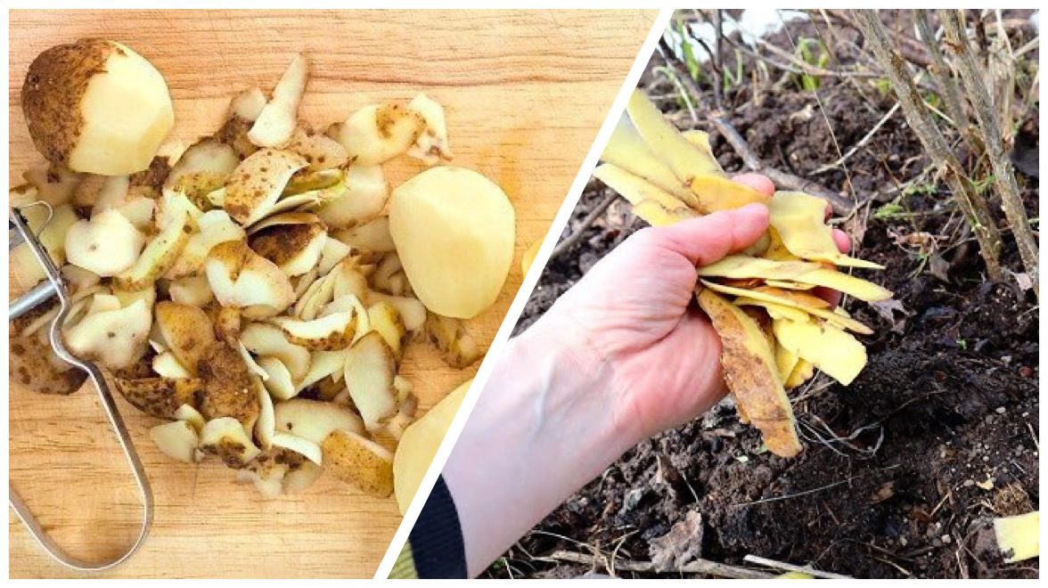 Городники назвали дієве та супер дешеве добриво з простих продуктів 