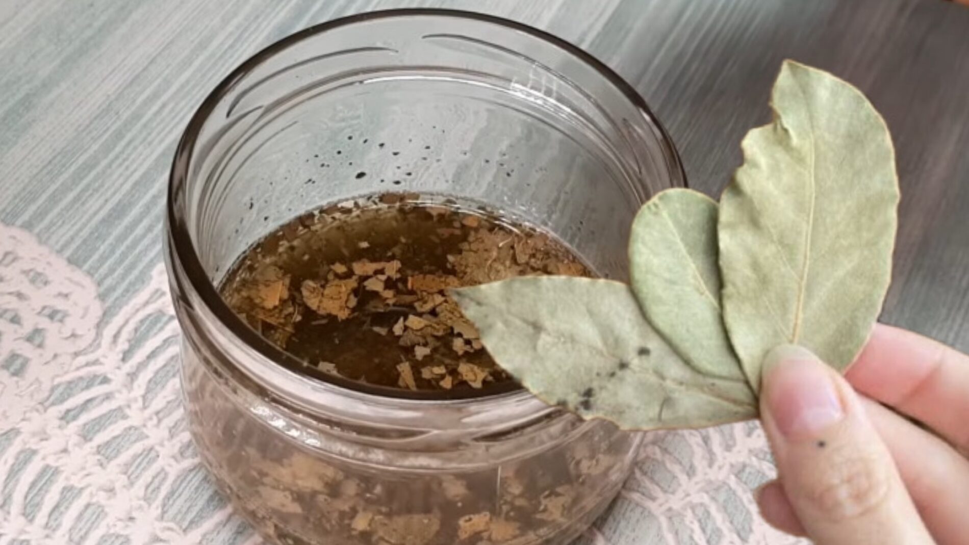 Господині розповіли, навіщо заливати подрібненний лавровий лист олією 