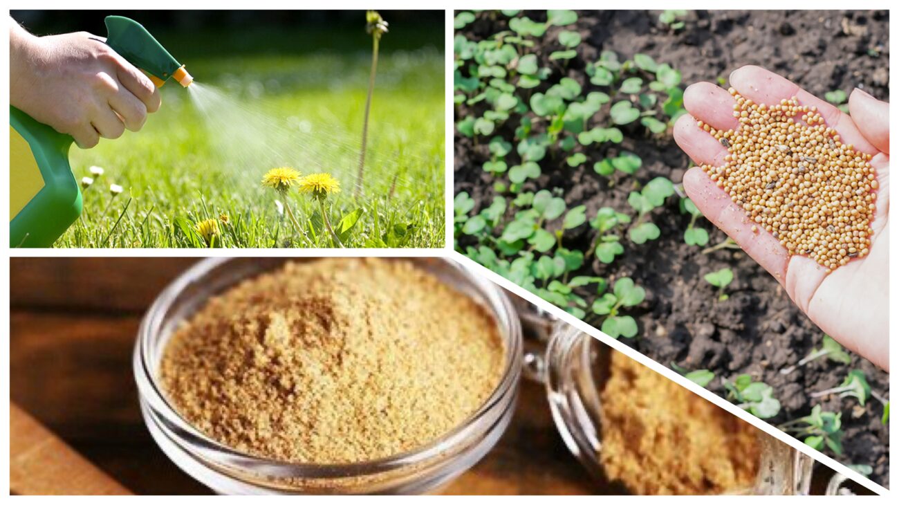 Городники розповіли, чим натуральним замінили гербіциди і фунгіциди 