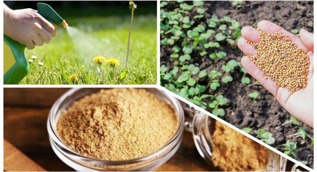 Гербіциди замінила на сидерати, а фунгіциди на гірчичний порошок: відгук від 1 лиця, наскільки це ефективно 