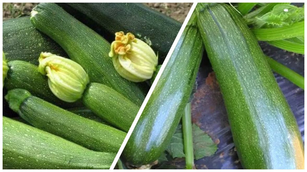 Городники розповіли, який сорт кабачків довго плодоносить і зберігається