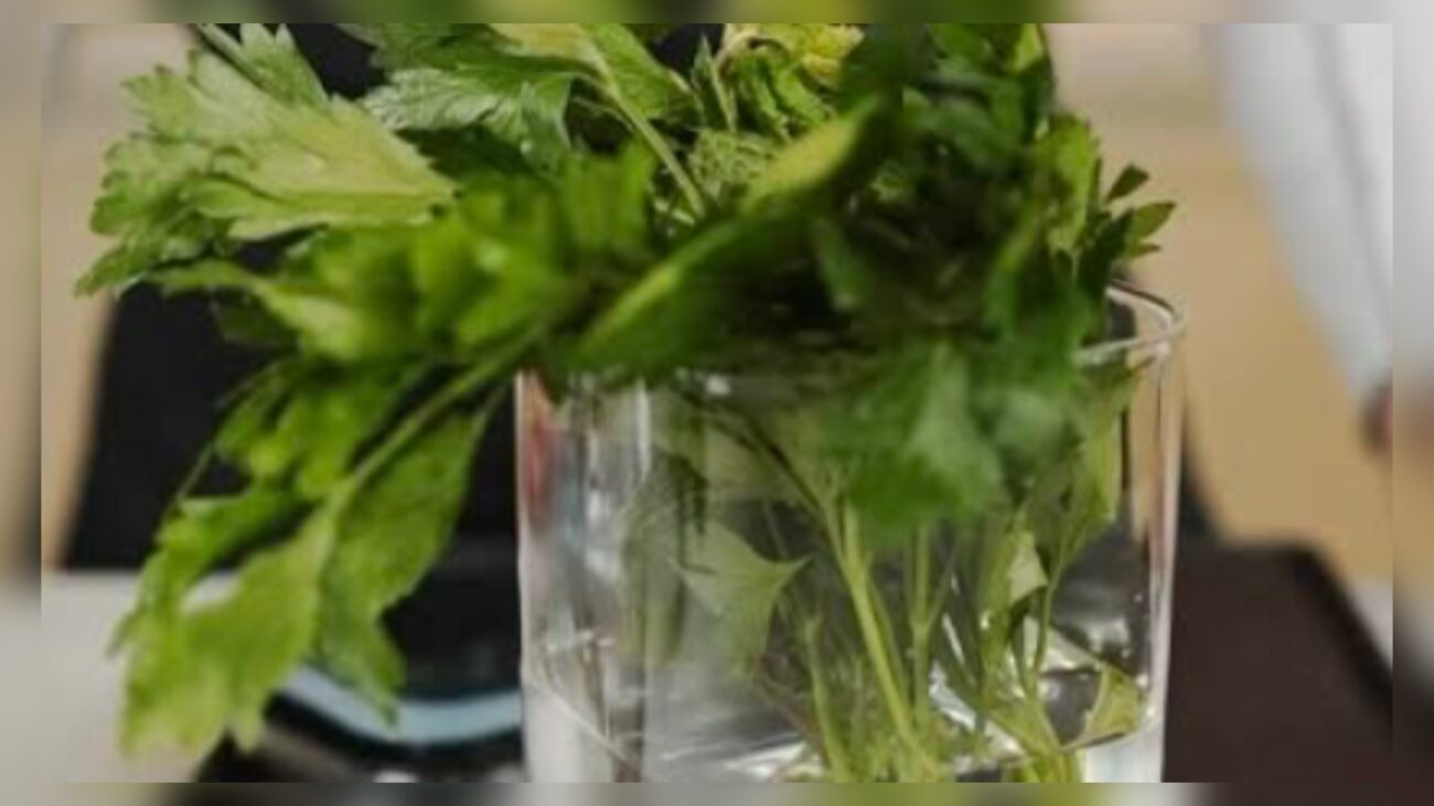 Кухарі розповіли, як зберігати зелень свіжою протягом місяця 