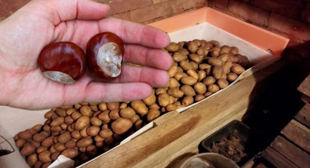 Гуляю парком, а під ногами — каштани: не розгубилася, і зібрала додому. Знаю 1 лайфхак, де вони згодяться 