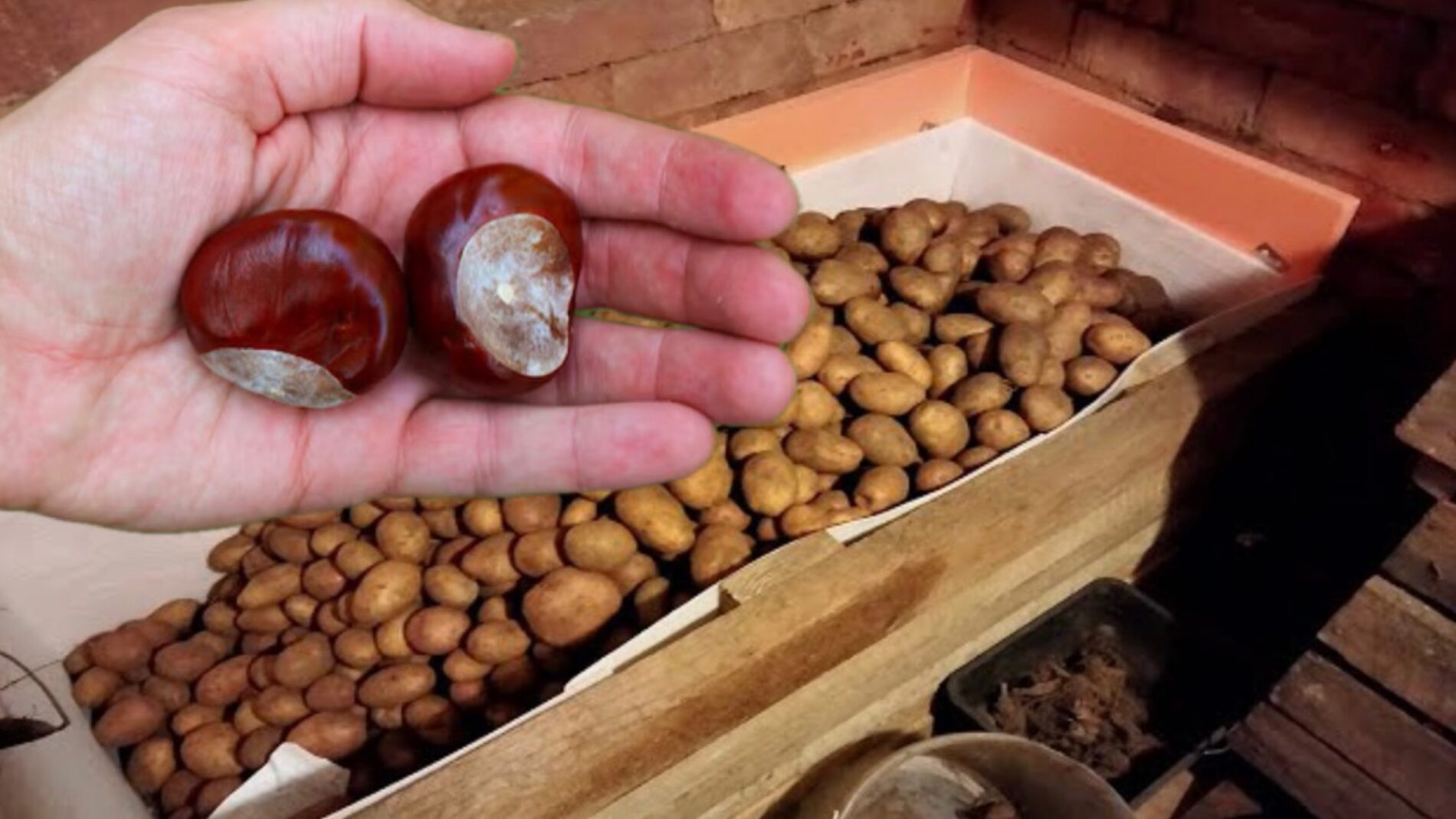 Городники розповіли, що покласти у мішок з картоплею для кращого зберігання