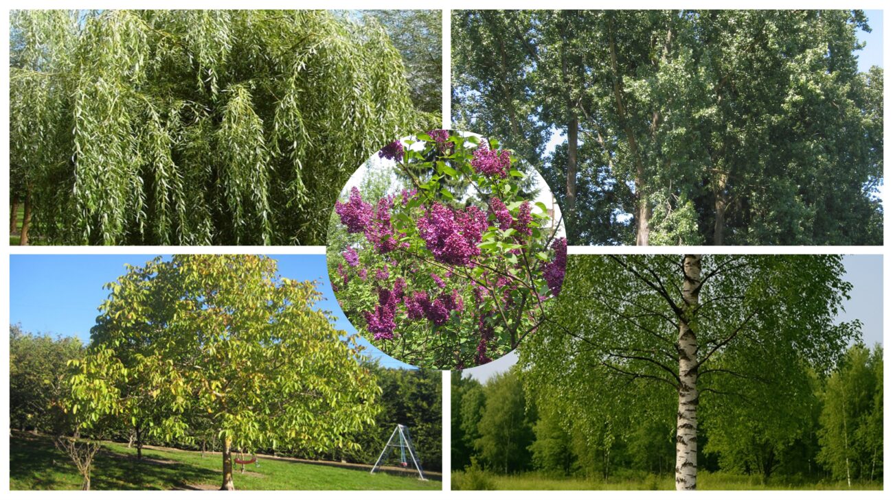 Садівники розповіли, які 5 дерев можуть зруйнувати фундамент 