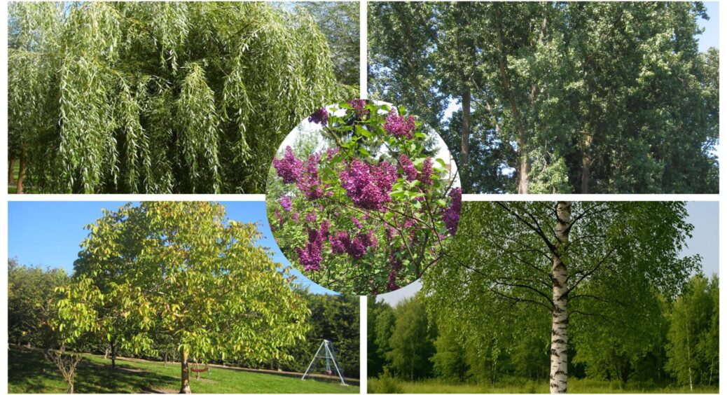 Від них тріскаються труби і руйнується фундамент: 5 дерев та кущів, які не можна садити поруч із будинком 