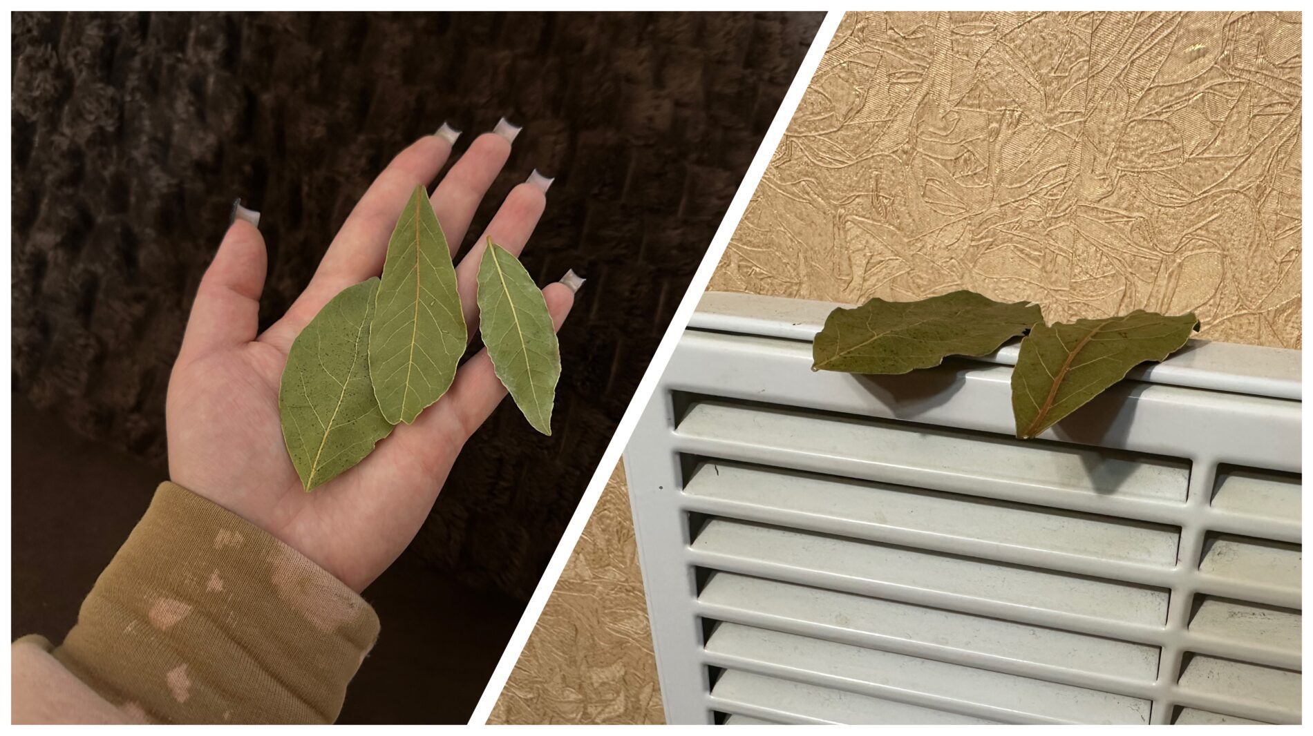 Господині розповіли, як ефективно використовувати лавровий лист у побуті 