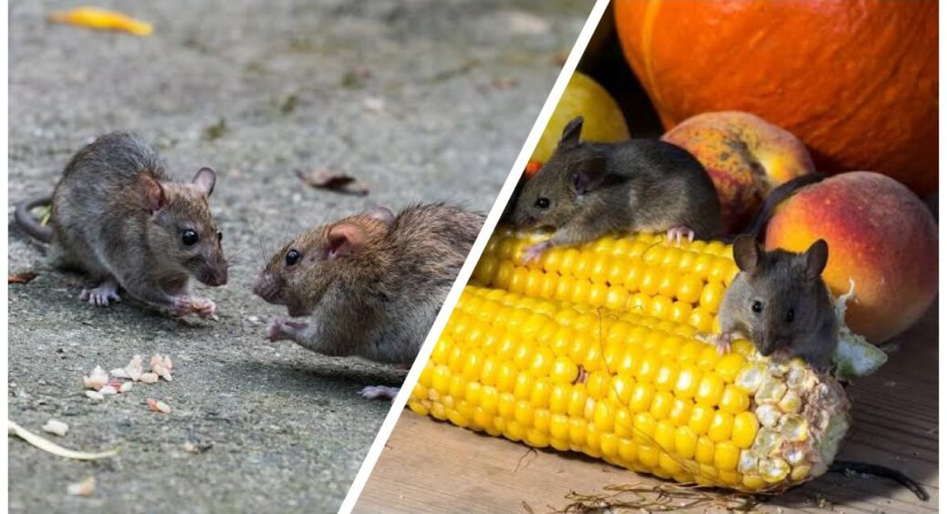 Так робили ще наші бабусі, аби миші та щури не лізли в льох: 2 майже безкоштовні поради позбавлять шкідників 