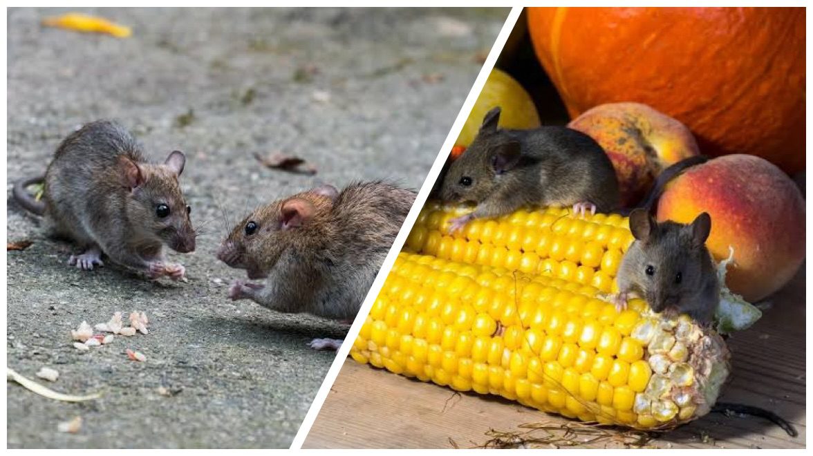 Господині розповіли, як гуманно позбутися гризунів у літній кухні 