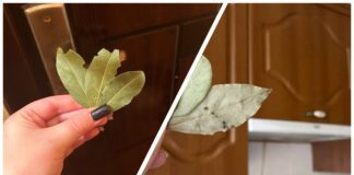 Господині розповіли, як використовувати лавровий лист у побуті 