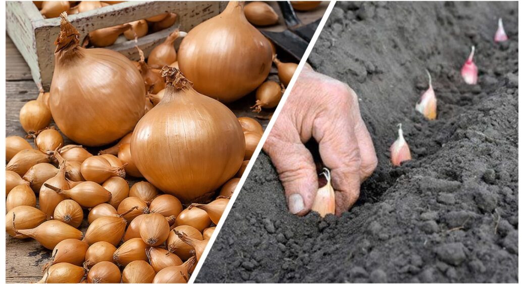 Важливо встигнути посіяти до кінця жовтня: буде лише 2 “сприятливих” дні для посіву озимого часника і цибулі 