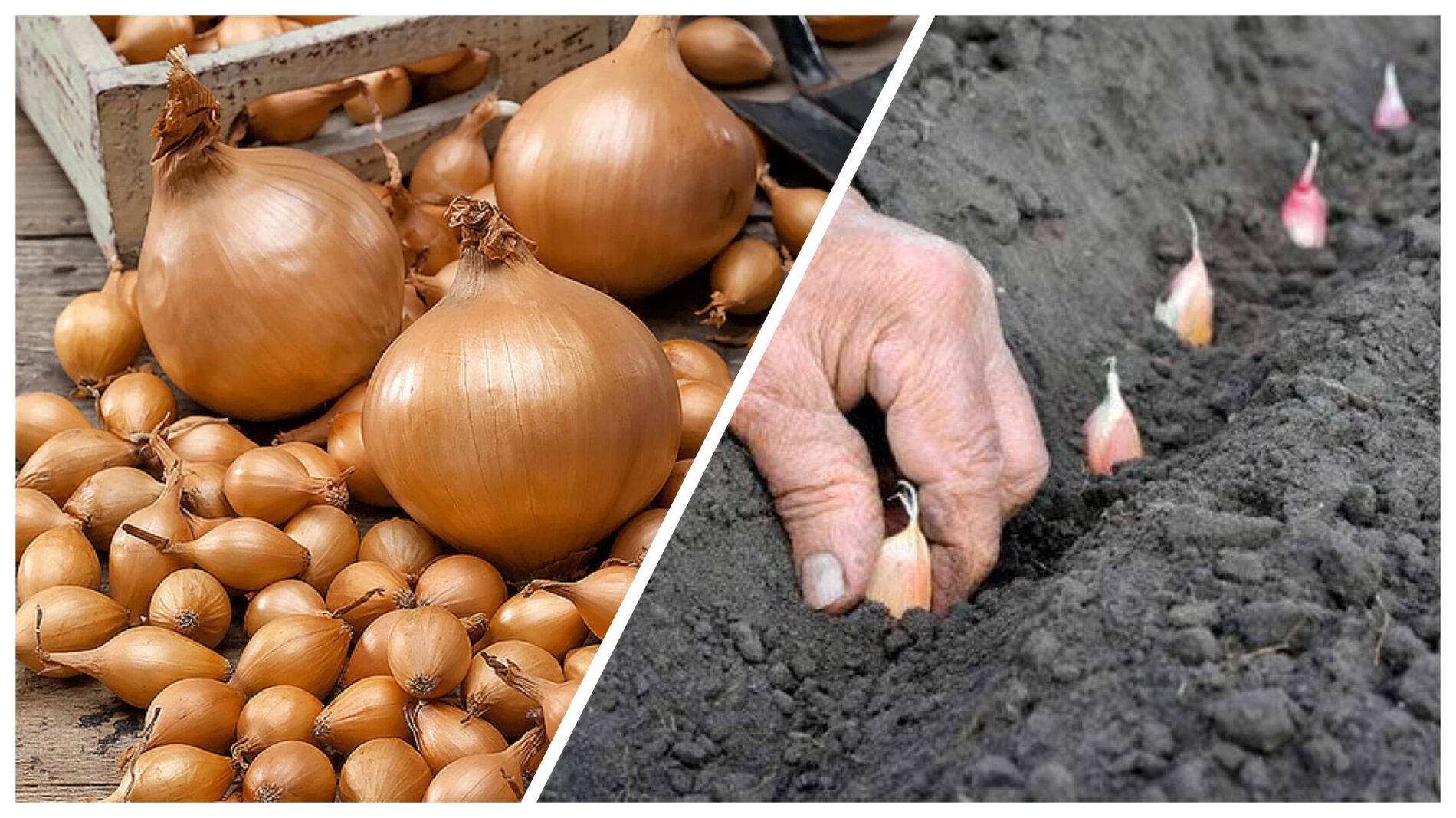 Городники назвали найкращі сорти озимої цибулі