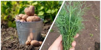 Городники розповіли, після яких культур краще садити картоплю та моркву 