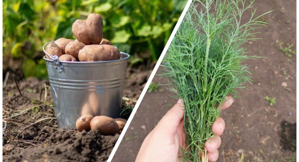 Як казав дідусь-агроном з 40-річним стажем, за кропом має йти тільки картопля: інакше ґрунту – гаплик 