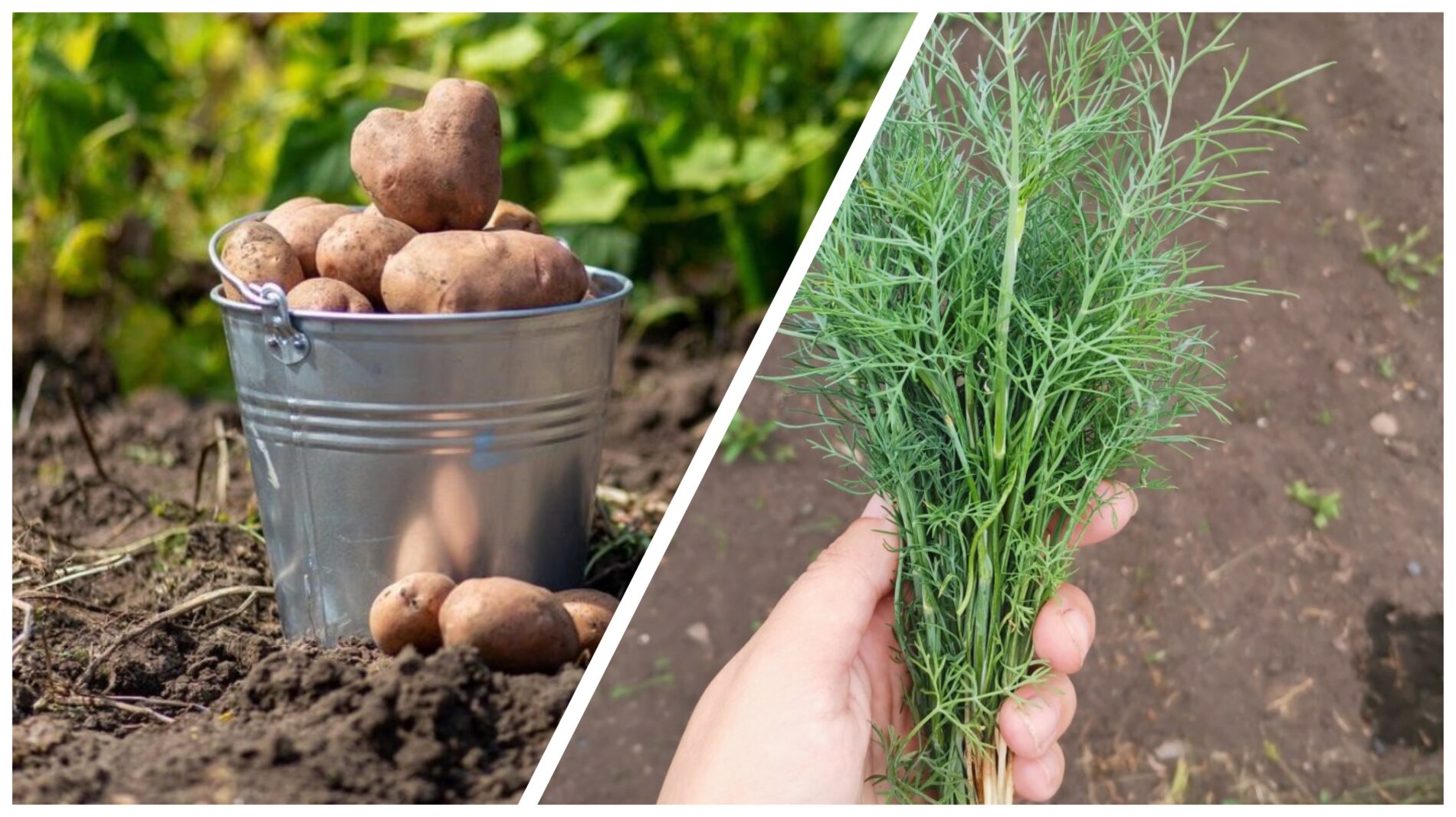 Городники розповіли, після яких культур краще садити картоплю та моркву 