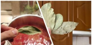 Господині розповіли, як правильно класти лавровий лист у перші страви 
