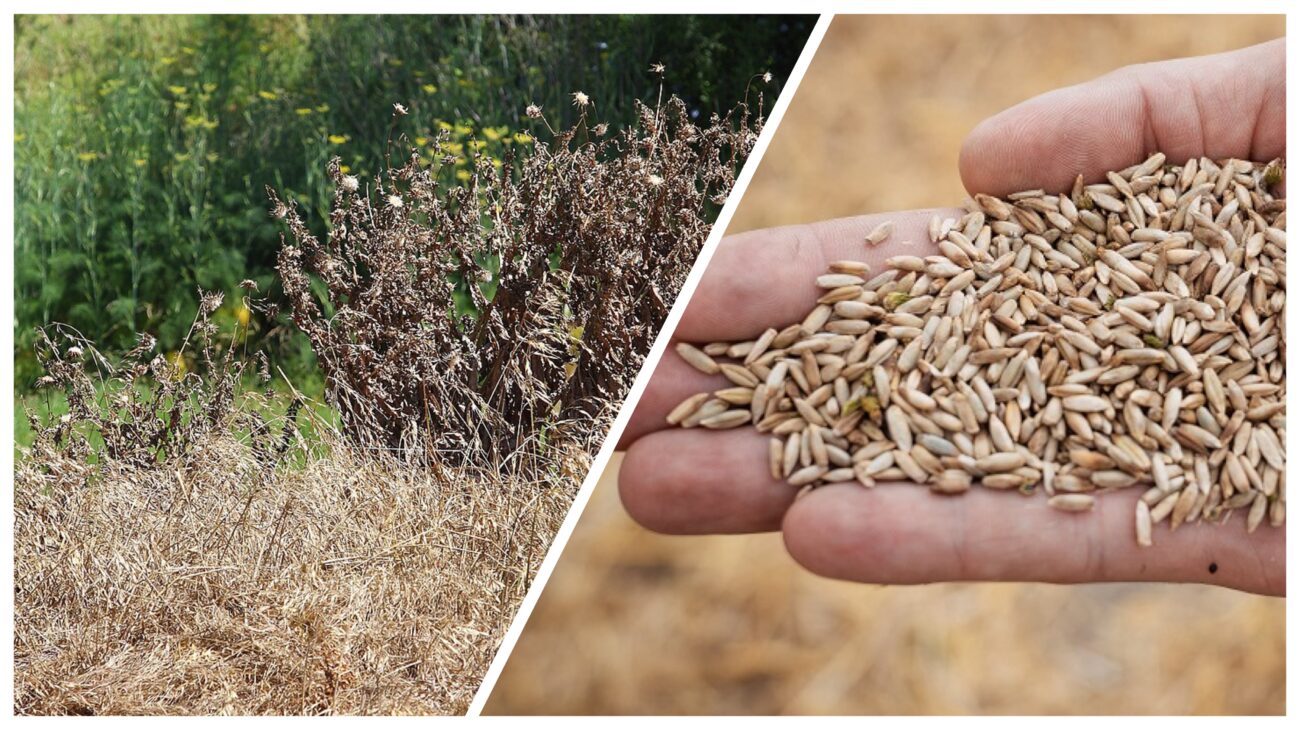 Городники розповіли, як позбутися бурʼянів без гербіцидів
